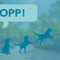 Imperativ, interjektioner och konjugationer - eller bara hundspråk?