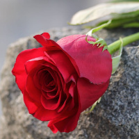 Att ord dör är ett bevis på att språket är levande