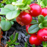 Hej svejs i lingonskogen tjosan hoppsan hej!