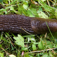 Vad gör sniglar när de tar sig fram? Kryper? Sniglar? Glider?