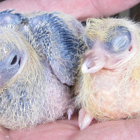 Hon är ju ingen duvunge direkt!