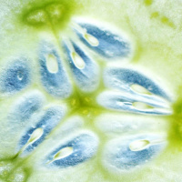 Får det lov att vara en korvastump och en gurkapärt? 