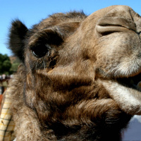 –Jag såg en kamel på stan idag. –Ofta!