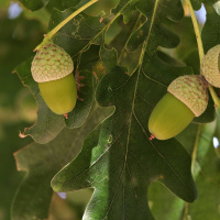 De svenska naturnamnen är ett mysterium