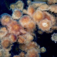 Brännbra! Bränngott! Varifrån kommer det förstärkande förledet -bränn?