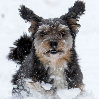 Jag såg våran hund! 