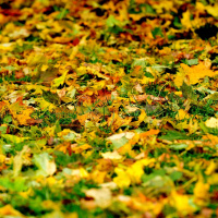 Varför byter bladen namn till löv när de fallit ner på marken?