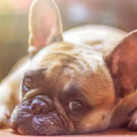 Bitch, hynda och byracka – hundarna får bära hundhuvudet