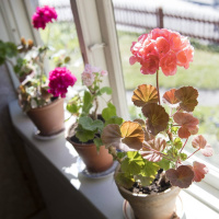 Trendiga tantblommor får växtspråket att blomstra