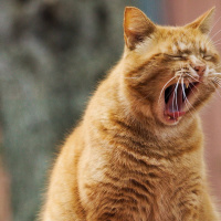 Kan katter prata dialekt?