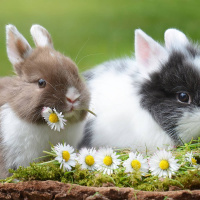 Så parar sig ord med andra ord