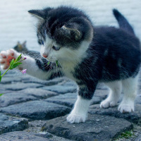 Inga små och gulliga diminutiver i svenskan