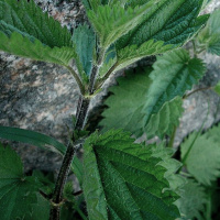 Bränna sig på en nässla = nällad = pigg och förväntansfull?