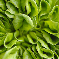 Då kaninmat – nuIts vegan!