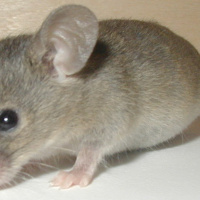 Musar, möss och universella ord