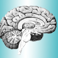 Tjocka på ditt ordförråd