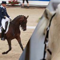 En man på en häst och andra homografer