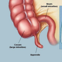 List O Mania: 5 Useless Body Parts - Ryan Parker - 19/04/16