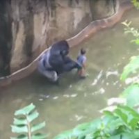 Tool Of The Day: Gorilla Story - John Derringer - 30/05/16