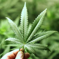 List O Mania: Some 4/20 Facts - John Derringer - 20/04/16