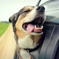 List O Mania: Dog Facts - John Derringer - 13/06/16