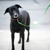 Tool Of The Day: Keep Your Dog On A Leash - John Derringer - 05/08/16