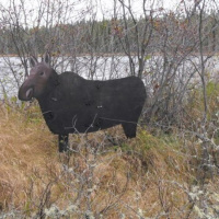 Tool Of The Day: Shooting A Decoy Moose - John Derringer - 30/06/16