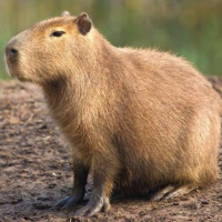 Capybaras On The Loose! - John Derringer - 25/05/16