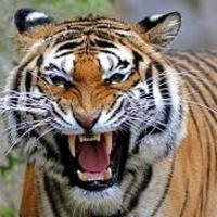 Tool Of The Day - Dont Jump In The Tigers Pen When at The Zoo - 04/18/16