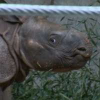 Tool Of The Day: Toronto Zoo Wants Name for Baby Rhino - John Derringer - 28/04/16