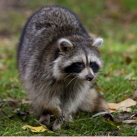 Tool Of The Day: Raccoons - John Derringer - 27/04/16