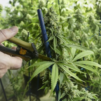 Derringer In The Morning