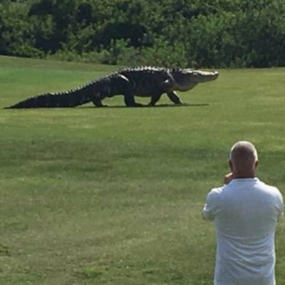 Derringer In The Morning