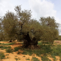 Nómadas - El Maestrat interior, alma mediterránea - 15/03/25
