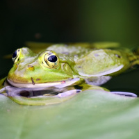 Programa a Ninguna Parte PANP #3 [Fragmento]: Fábula de Esopo: las ranas pidiendo rey