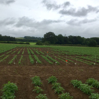 155: Herbicides season 2020 – what is the best practice? 