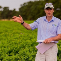 180: Desiccation: solutions for the first season without Diquat