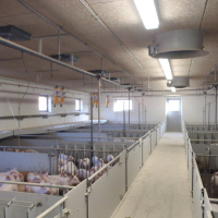 186: Pork: How can pig farmers become more energy efficient as we move towards net zero?