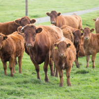 177: Beef  Lamb: Top tips for outwintering your livestock