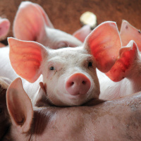 193: Pork: Pig clubs, webinars and who’s who in the pork team?