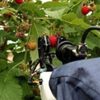 181: The UKs raspberry breeding programme - from the perspective of the James Hutton Institute