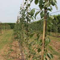 170: Where are we with our NIAB EMR Plum Demonstration Centre project?