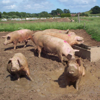 158: Pork: Managing heat stress in pigs – are you ready for summer?