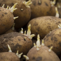 173: MH - the chemical that could reduce potato storage costs this season
