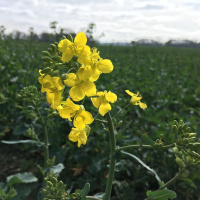 183: Cabbage stem flea beetle management in oilseed rape