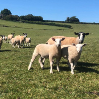 185: Beef  Lamb: Sourcing replacements, forage supply and what to expect at livestock markets