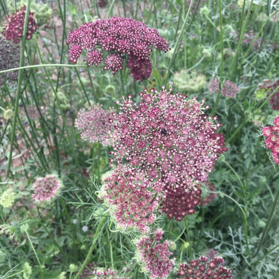 Ahdb Cereals  Oilseeds