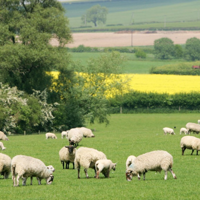 Ahdb Cereals  Oilseeds