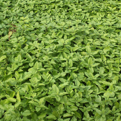 Ahdb Cereals  Oilseeds