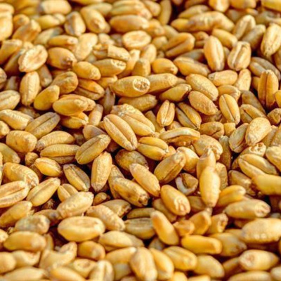 Ahdb Cereals  Oilseeds